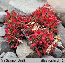 Saxifraga cespitosa (skalnica rozesłana)