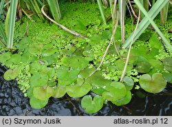Lemno-Hydrocharitetum morsus-ranae - zespół żabiścieku pływającego