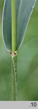 Setaria viridis (włośnica zielona)