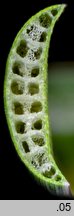 Typha angustifolia (pałka wąskolistna)