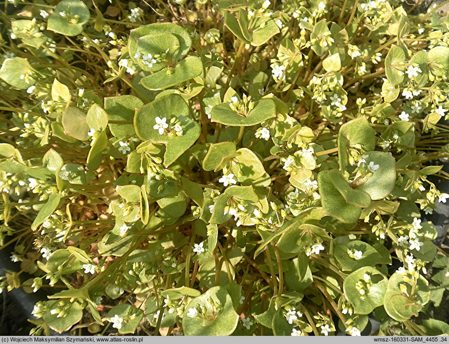 Claytonia perfoliata (klejtonia przeszyta)