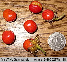 Solanum sisimbriifolium (psianka stuliszolistna)