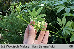 Cyclanthera pedata (cyklantera stopowa)