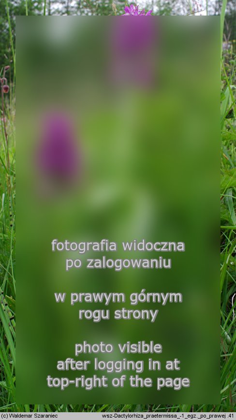 Dactylorhiza praetermissa (kukułka zaniedbana)