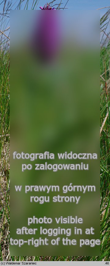 Dactylorhiza ×aschersioniana