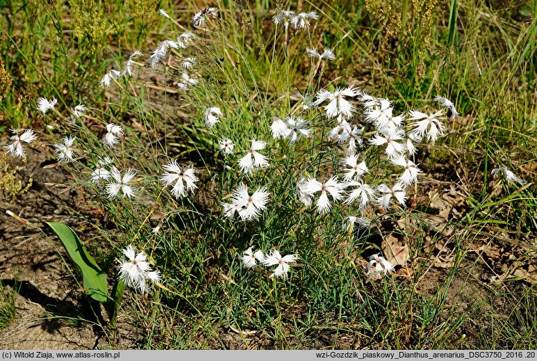 Dianthus arenarius ssp. borussicus (goździk piaskowy)