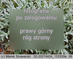 rogownica kutnerowata (Cerastium tomentosum)