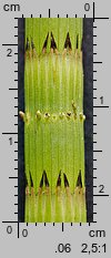 Equisetum fluviatile (skrzyp bagienny)