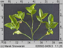 Vaccinium myrtillus (borówka czarna)