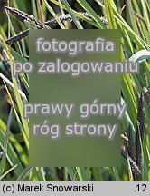 turzyca zaostrzona (Carex gracilis)