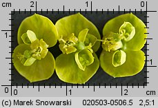 Euphorbia cyparissias (wilczomlecz sosnka)