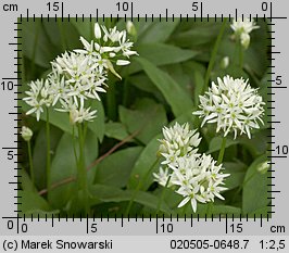 Allium ursinum (czosnek niedÅºwiedzi)