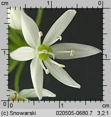 Allium ursinum (czosnek niedÅºwiedzi)