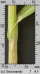 Bromus sterilis (stokłosa płonna)