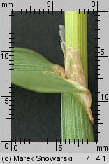 Dactylis glomerata (kupkówka pospolita)