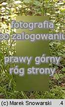 Carex sylvatica (turzyca leÅ›na)