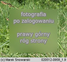 Carex acutiformis (turzyca błotna)