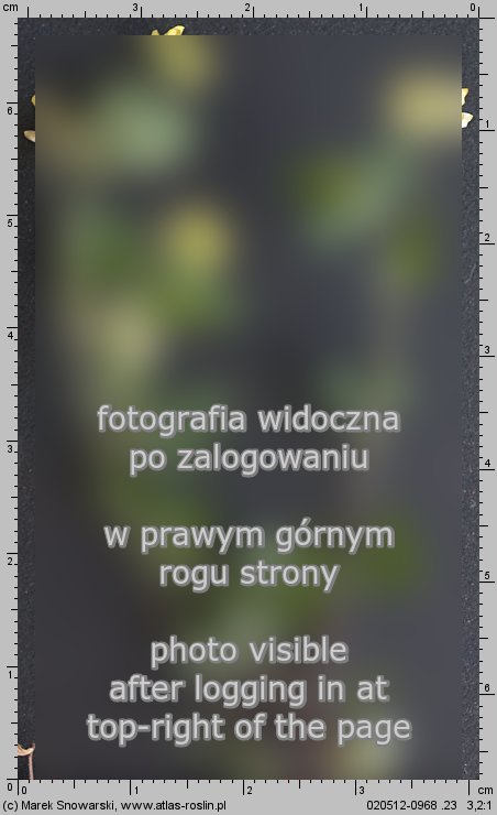 Trifolium dubium (koniczyna drobnogÅ‚Ã³wkowa)