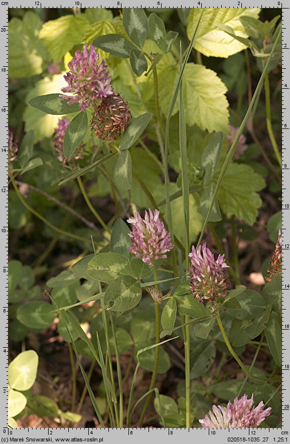 Trifolium pratense ssp. pratense (koniczyna Å‚Ä…kowa typowa)