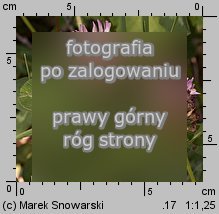 Trifolium pratense ssp. pratense (koniczyna łąkowa typowa)