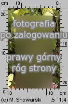 Trifolium pratense ssp. pratense (koniczyna Å‚Ä…kowa typowa)