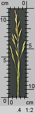 Festuca pratensis (kostrzewa łąkowa)