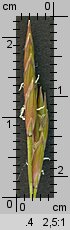 Festuca pratensis (kostrzewa łąkowa)
