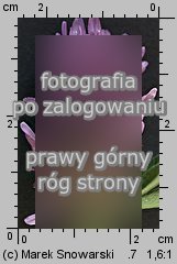Trifolium pratense ssp. sativum