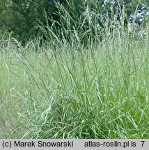 Festuca arundinacea (kostrzewa trzcinowata)