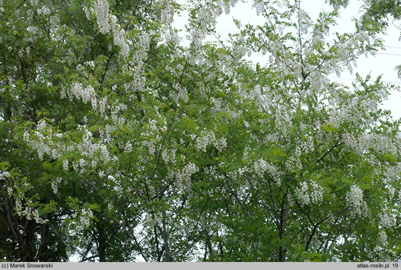 Robinia pseudoacacia (robinia akacjowa)