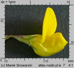 Lotus corniculatus (komonica zwyczajna)