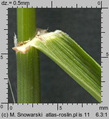 Festuca arundinacea (kostrzewa trzcinowata)