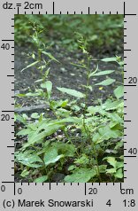 Rumex sanguineus (szczaw gajowy)