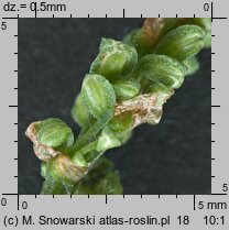 Rumex sanguineus (szczaw gajowy)