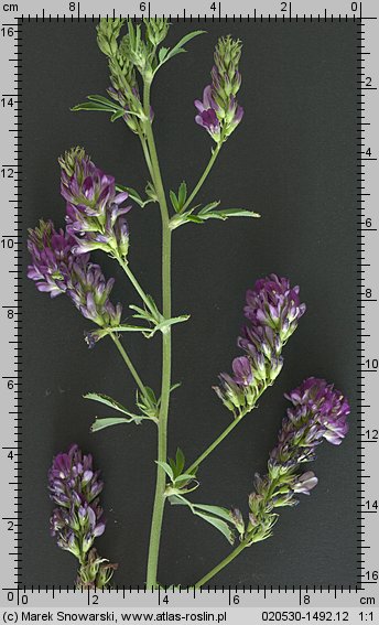 Medicago sativa (lucerna siewna)