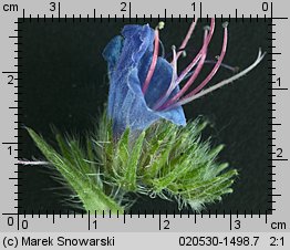 Echium vulgare (żmijowiec zwyczajny)