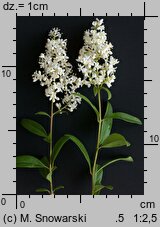 Ligustrum vulgare (ligustr pospolity)