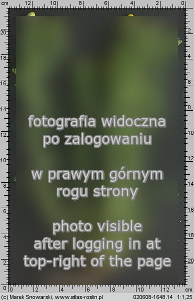 Chamomilla suaveolens (rumianek bezpromieniowy)