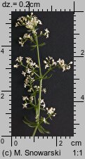 Galium album (przytulia biała)