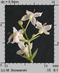 Galium album (przytulia biała)