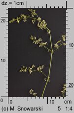 Galium album (przytulia biała)