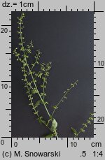 Rumex sanguineus (szczaw gajowy)