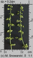 Rumex sanguineus (szczaw gajowy)