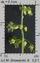 Rumex sanguineus (szczaw gajowy)