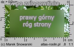 Aegopodium podagraria (podagrycznik pospolity)