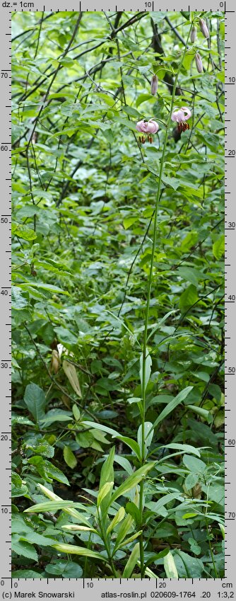 Lilium martagon (lilia złotogłów)