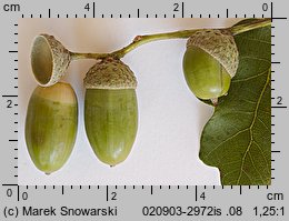 Quercus robur (dąb szypułkowy)