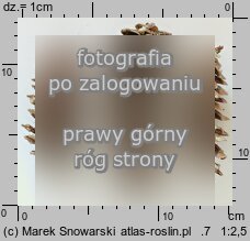 Pinus strobus (sosna amerykańska)