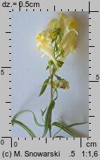 Linaria vulgaris (lnica pospolita)