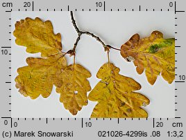 Quercus petraea (dÄ…b bezszypuÅ‚kowy)